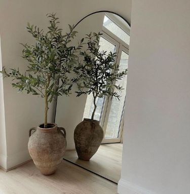 Olive Branch Sapling