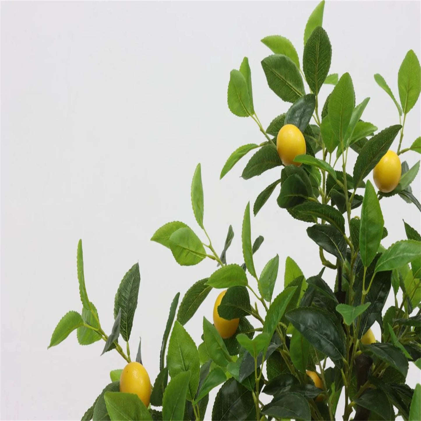 LumiLemon Sapling