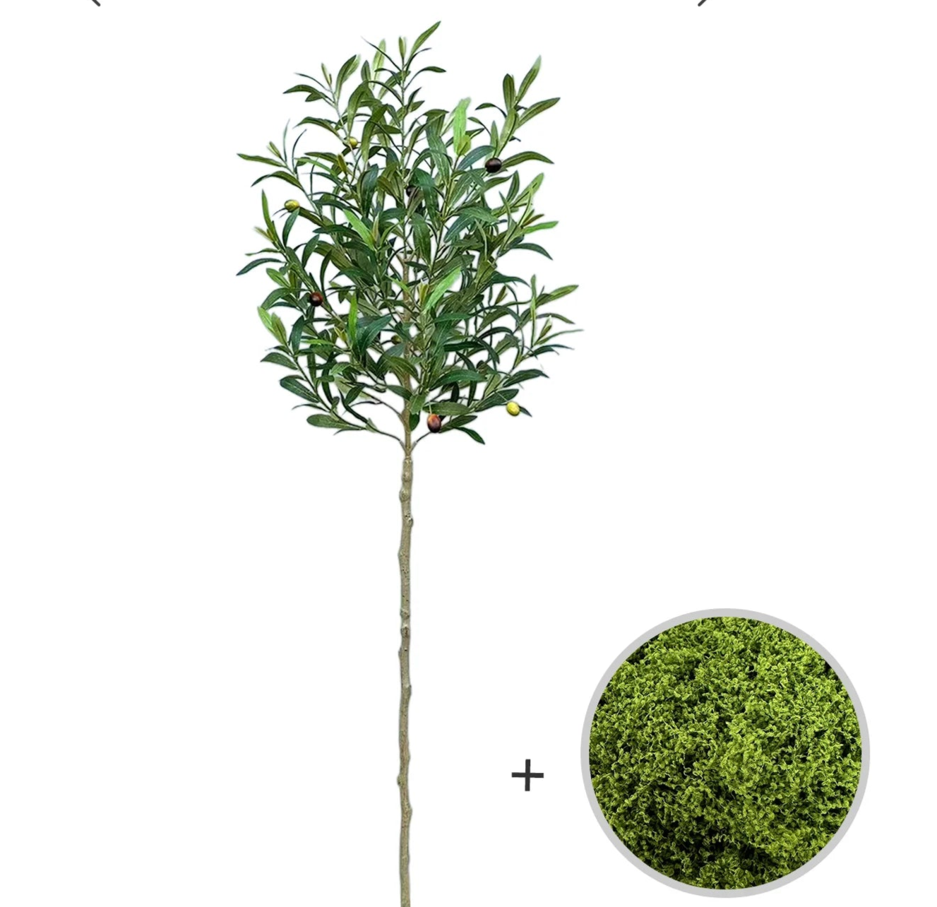 Olive Branch Sapling