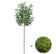 Load image into Gallery viewer, Olive Branch Sapling