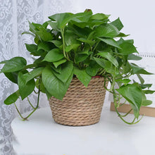 Load image into Gallery viewer, Nature’s Pot Baskets