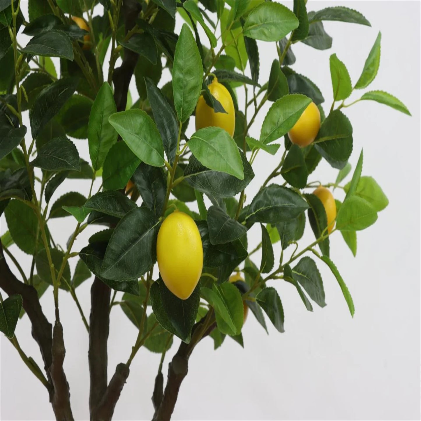 LumiLemon Sapling