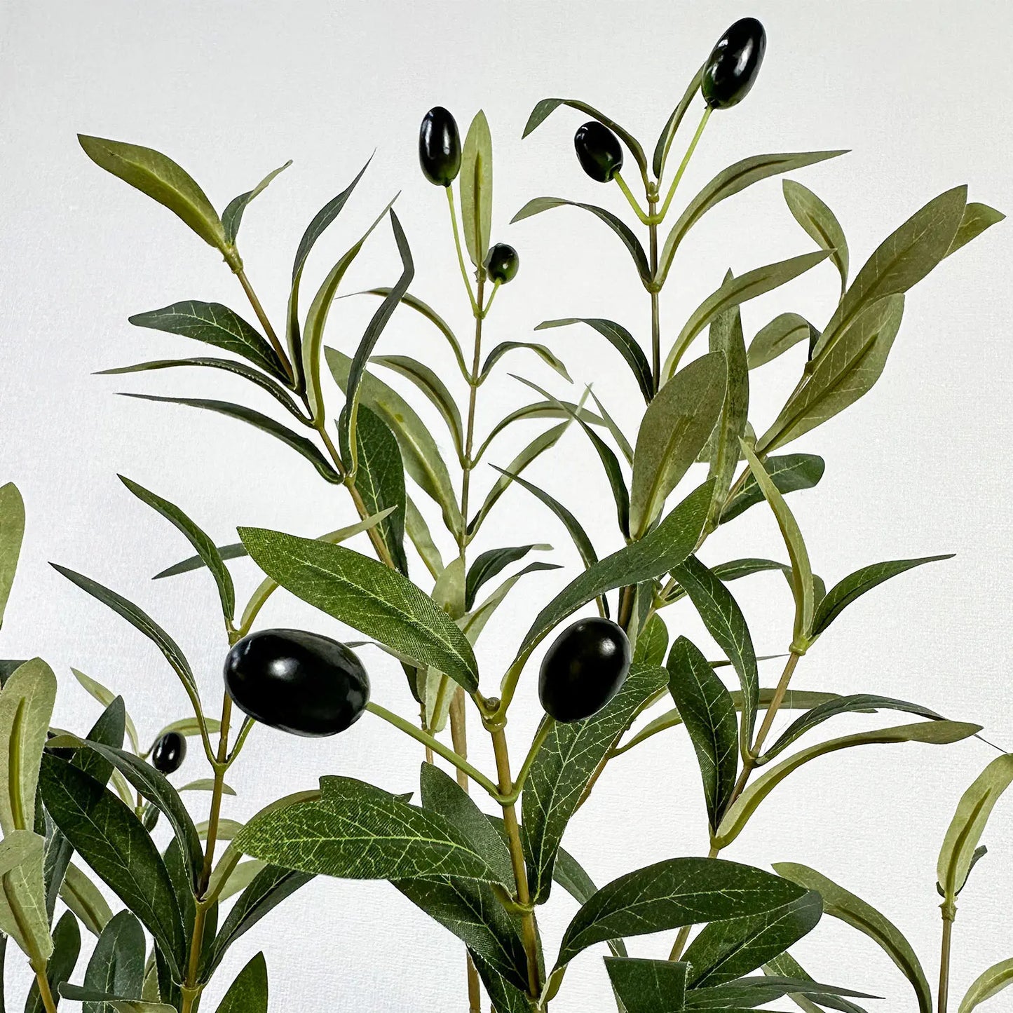 Olive Branch Sapling