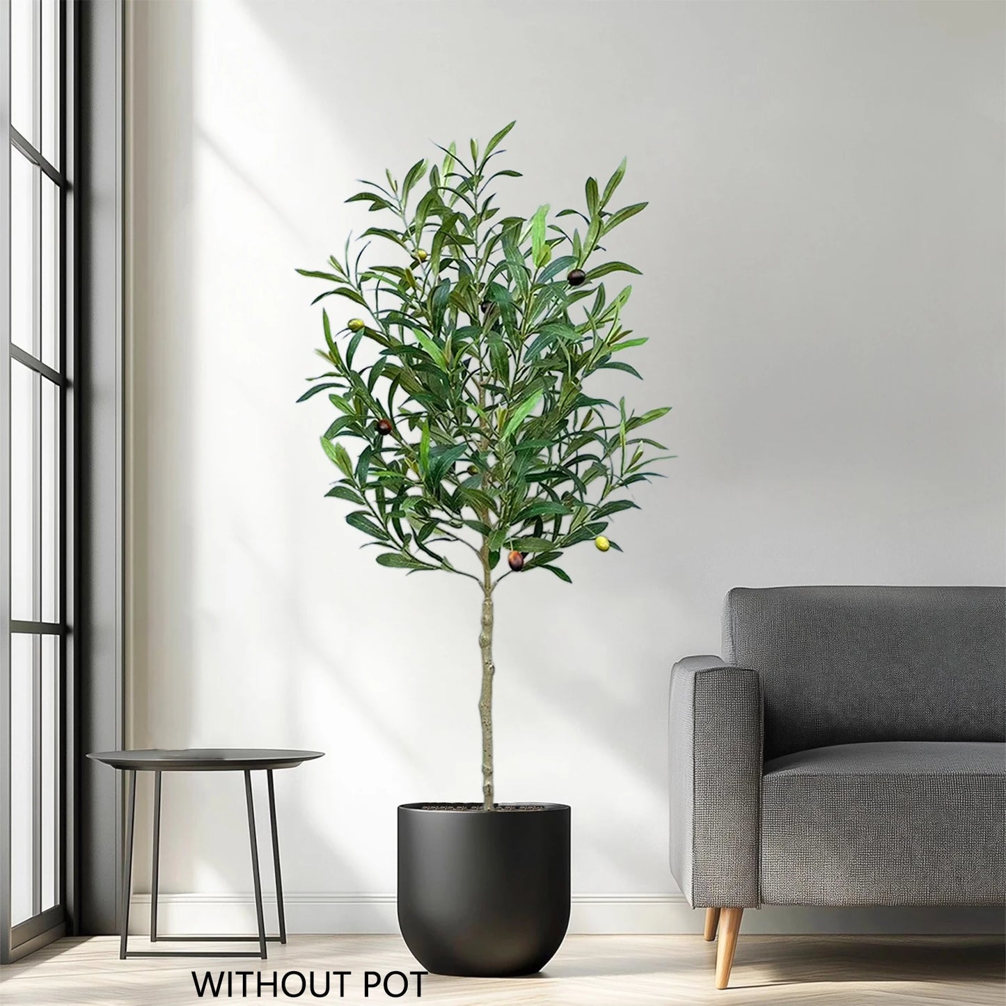 Olive Branch Sapling