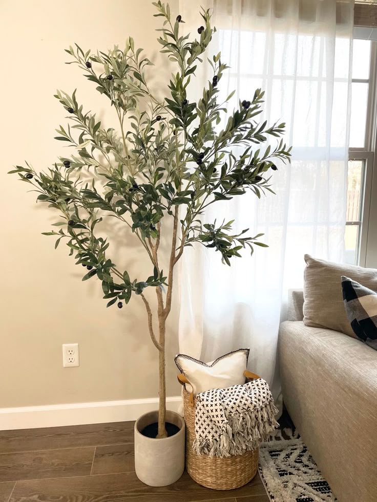Olive Branch Sapling