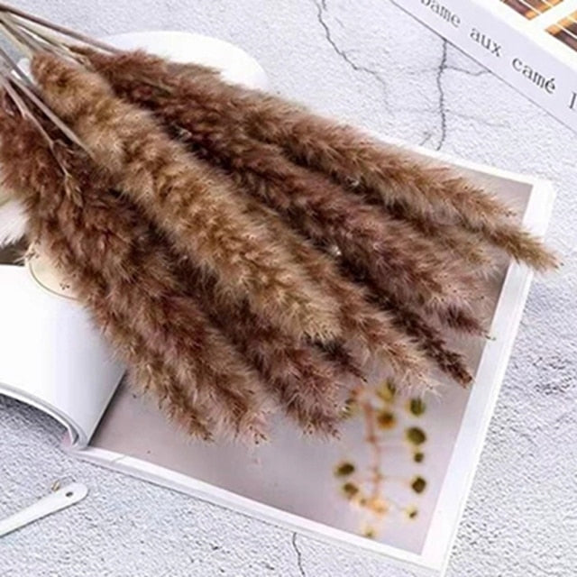 Pampas de pradera salvaje