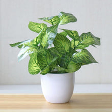 Load image into Gallery viewer, Perpetual Pathos Plants