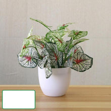 Load image into Gallery viewer, Perpetual Pathos Plants