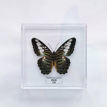 Load image into Gallery viewer, Butterfly Specimen Display