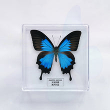 Load image into Gallery viewer, Butterfly Specimen Display