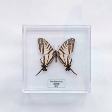 Load image into Gallery viewer, Butterfly Specimen Display