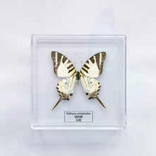 Load image into Gallery viewer, Butterfly Specimen Display