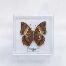 Load image into Gallery viewer, Butterfly Specimen Display