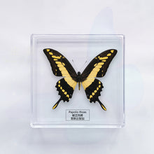 Load image into Gallery viewer, Butterfly Specimen Display
