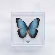 Load image into Gallery viewer, Butterfly Specimen Display