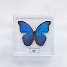 Load image into Gallery viewer, Butterfly Specimen Display