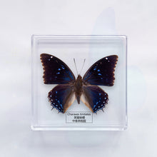 Load image into Gallery viewer, Butterfly Specimen Display