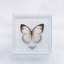 Load image into Gallery viewer, Butterfly Specimen Display