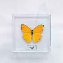 Load image into Gallery viewer, Butterfly Specimen Display