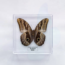 Load image into Gallery viewer, Butterfly Specimen Display