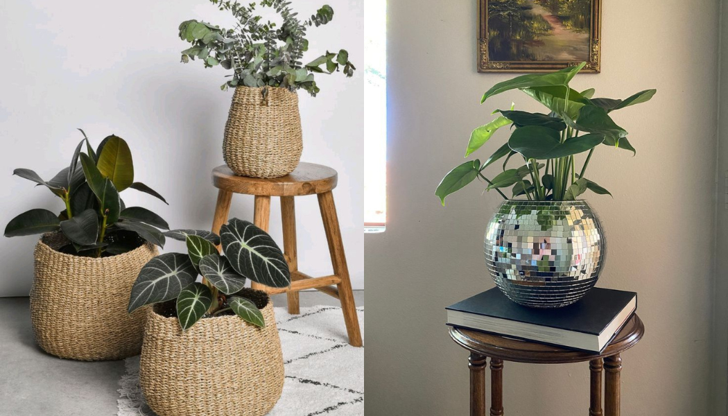 Everything Plants