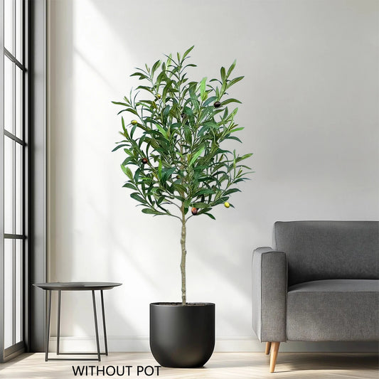 Olive Branch Sapling