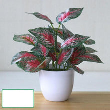 Load image into Gallery viewer, Perpetual Pathos Plants
