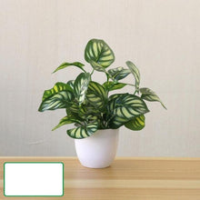 Load image into Gallery viewer, Perpetual Pathos Plants
