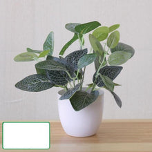 Load image into Gallery viewer, Perpetual Pathos Plants
