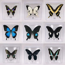 Load image into Gallery viewer, Butterfly Specimen Display
