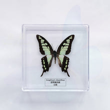 Load image into Gallery viewer, Butterfly Specimen Display

