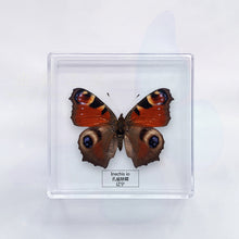 Load image into Gallery viewer, Butterfly Specimen Display

