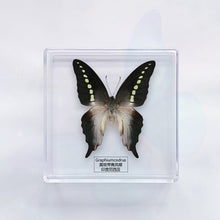 Load image into Gallery viewer, Butterfly Specimen Display
