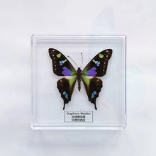 Load image into Gallery viewer, Butterfly Specimen Display
