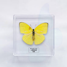 Load image into Gallery viewer, Butterfly Specimen Display
