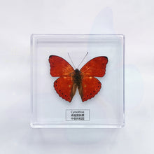 Load image into Gallery viewer, Butterfly Specimen Display
