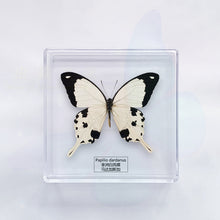 Load image into Gallery viewer, Butterfly Specimen Display
