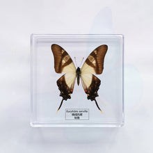 Load image into Gallery viewer, Butterfly Specimen Display
