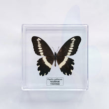 Load image into Gallery viewer, Butterfly Specimen Display
