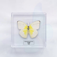 Load image into Gallery viewer, Butterfly Specimen Display
