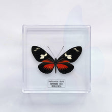 Load image into Gallery viewer, Butterfly Specimen Display
